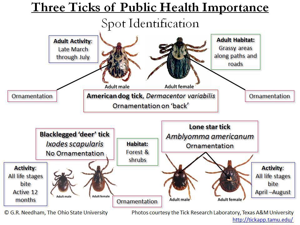 ODNR: Take special precautions to avoid ticks in Ohio
