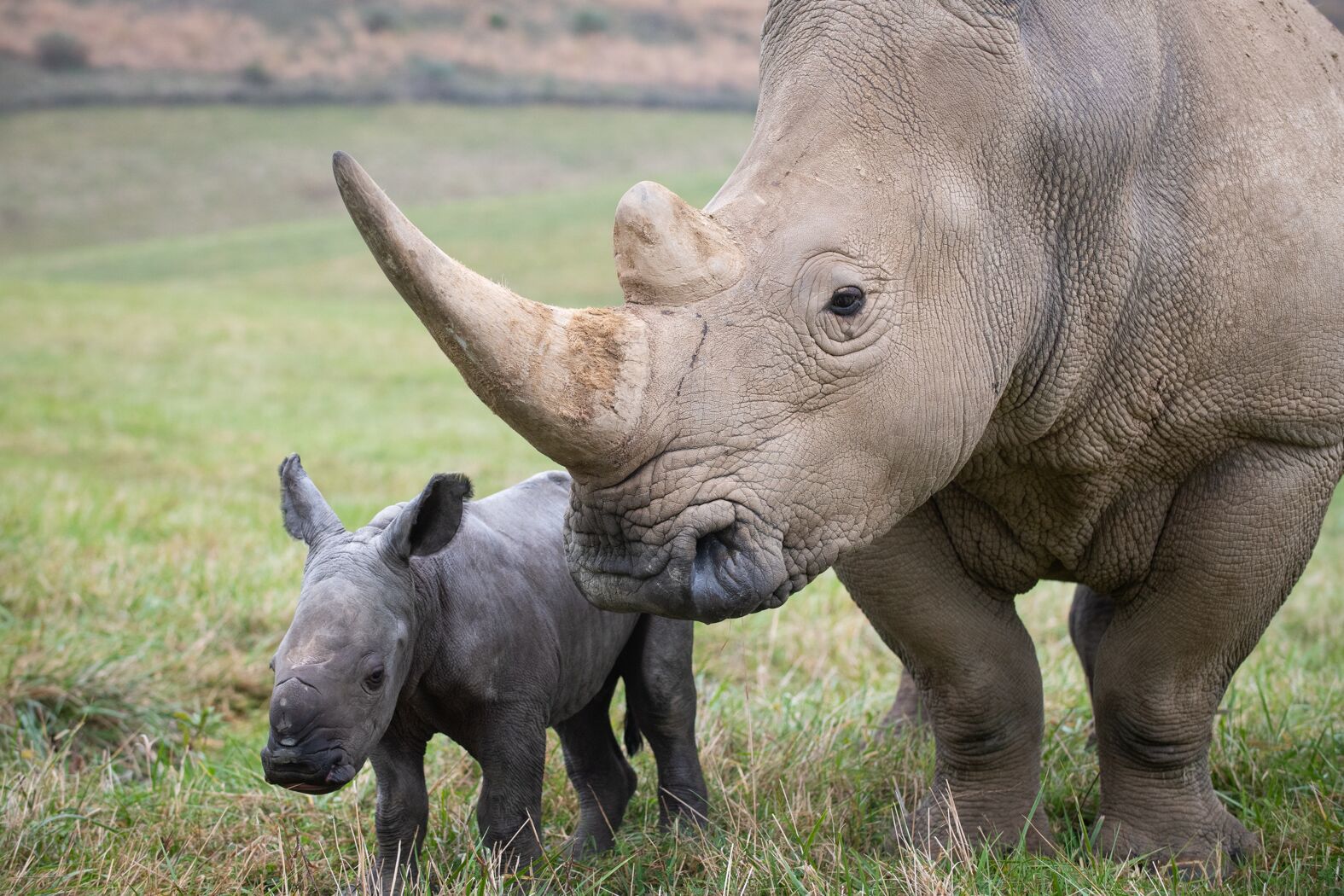 White Rhino calf born at The Wilds