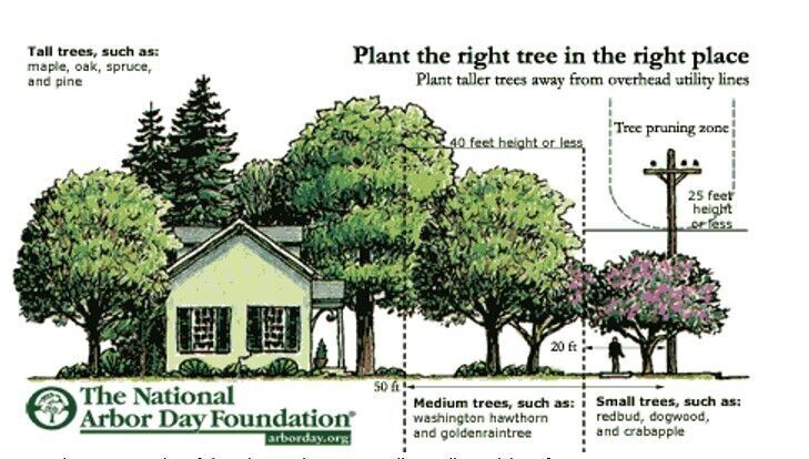 Here are some tree-planting tips as spring looms
