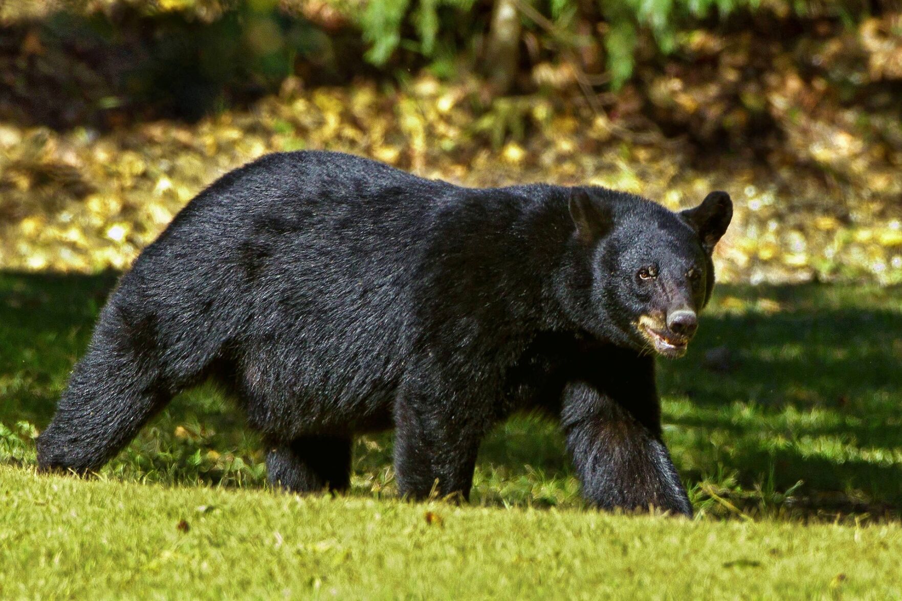 Columbus Zoo & The Wilds announce $50 million in capital projects