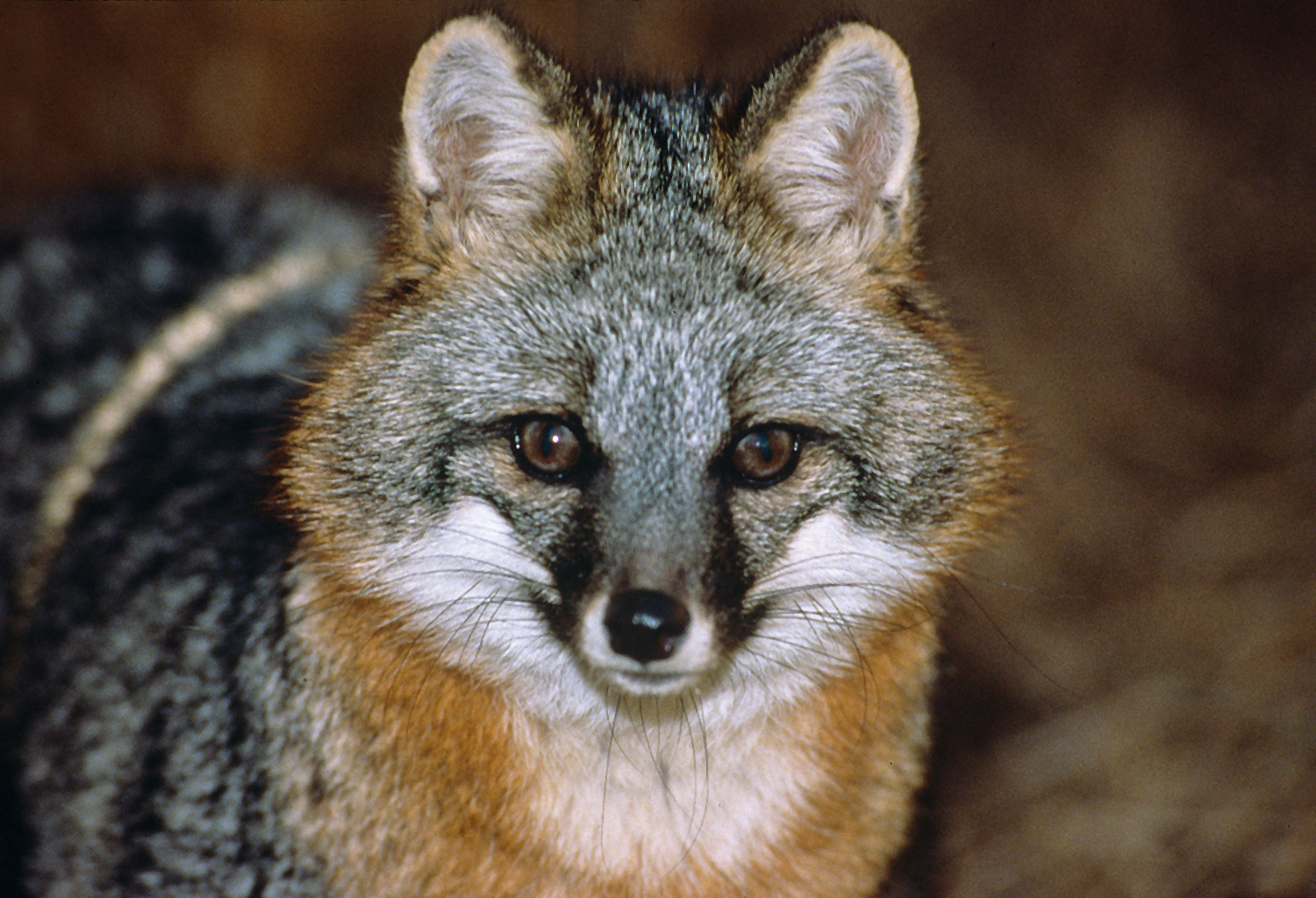 Ohioans should report furbearer sightings to boost wildlife research