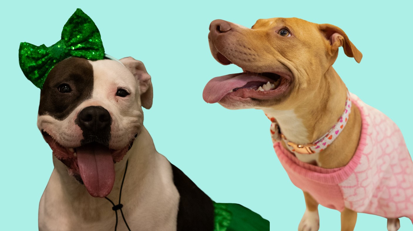 Dogs of the Week: Meet Rae and Lady