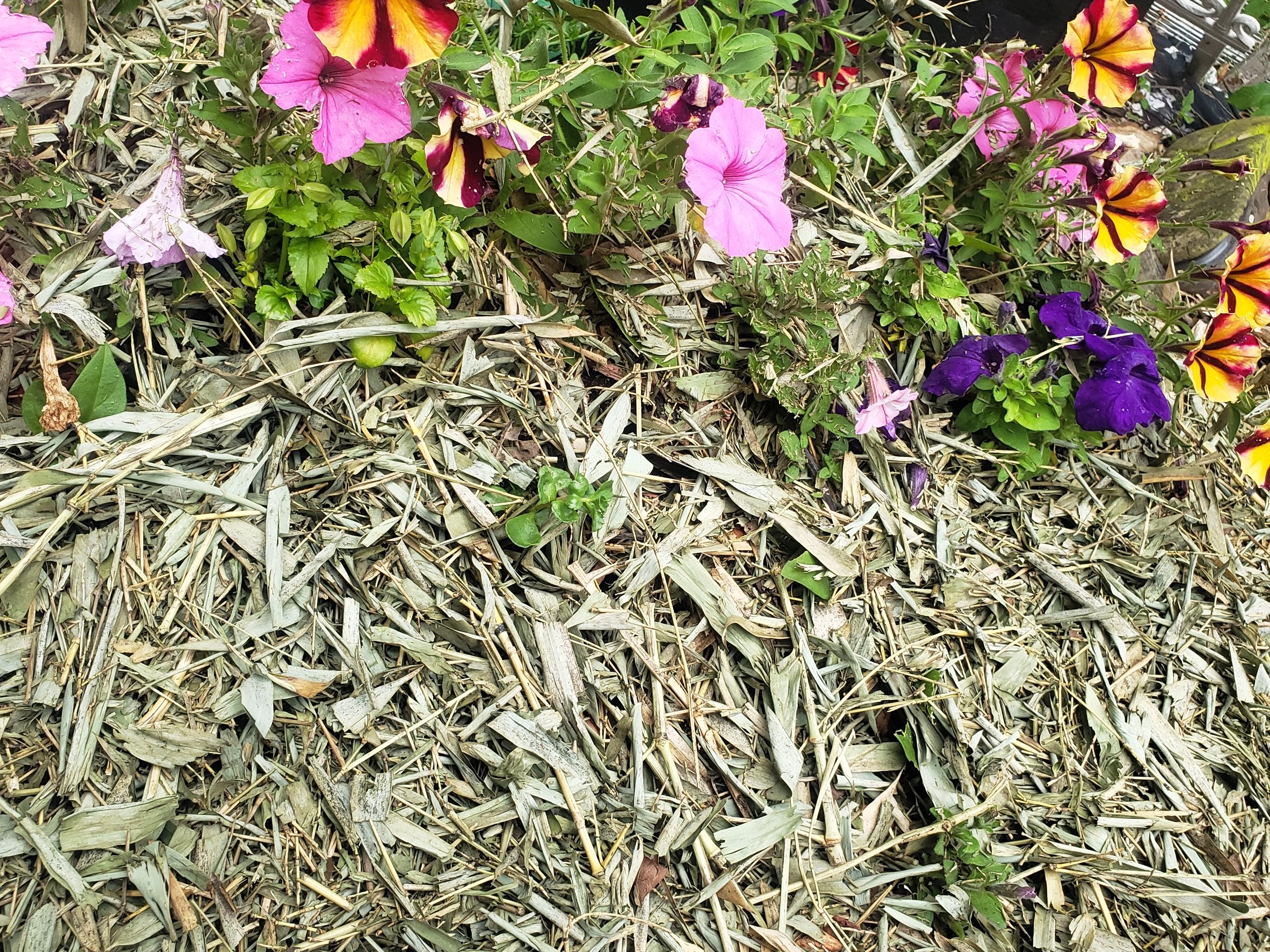 cactus mix soil Cactus and Succulent Potting Soil  Midwest Hearth