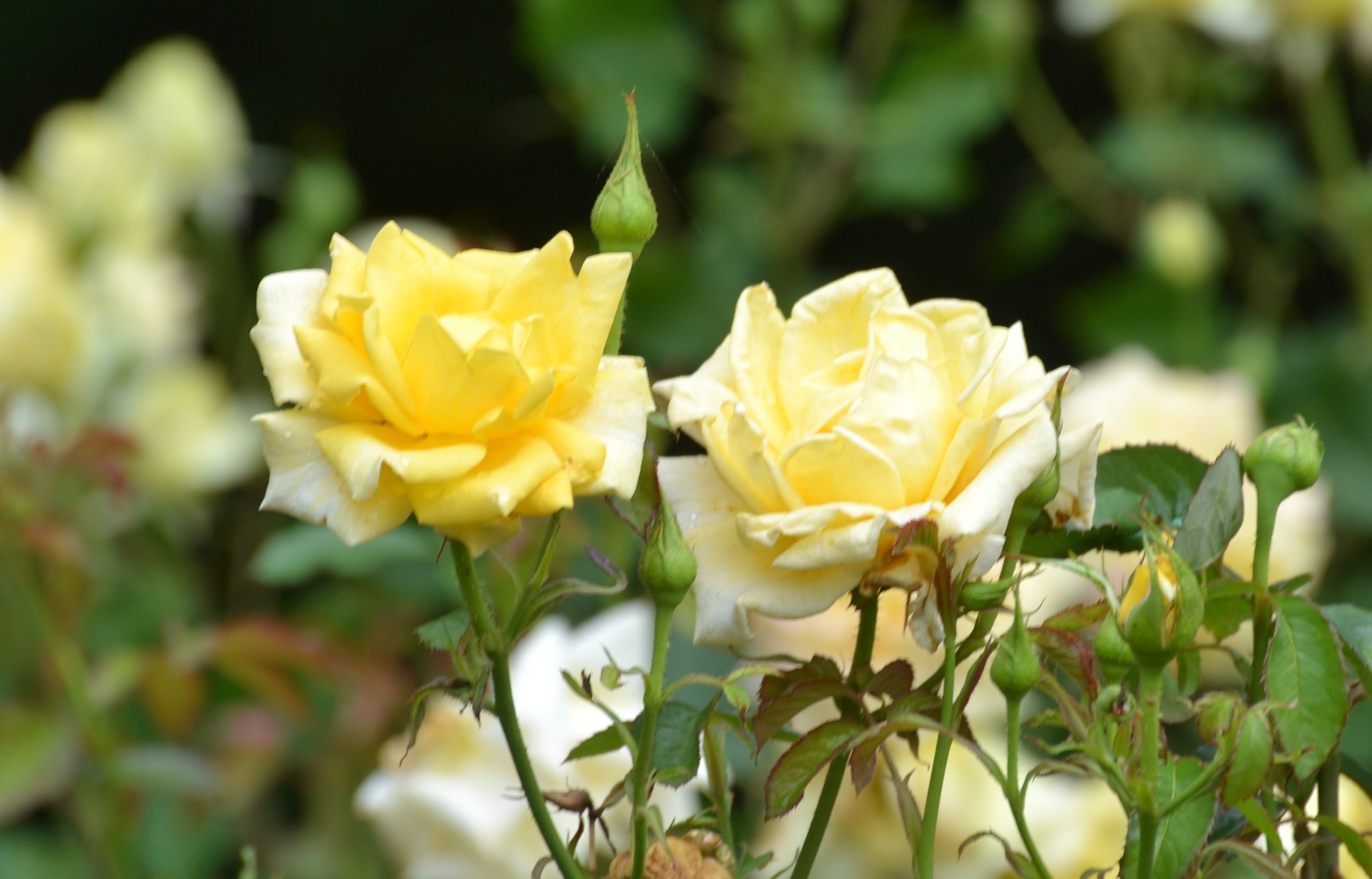 A Stroll Through the Garden: Fertilize & prune roses for the best blooms
