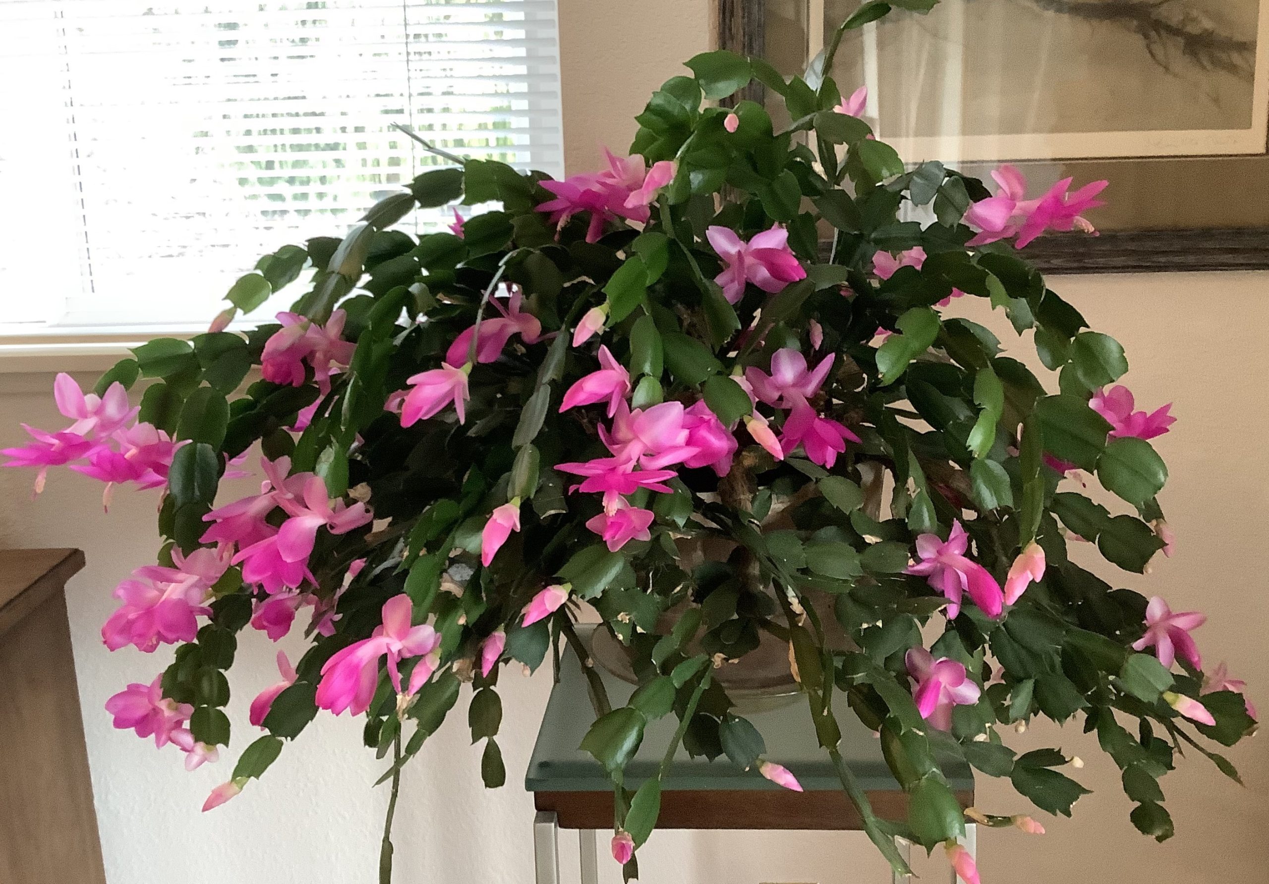 Thanksgiving-Cactus-in-bloom-