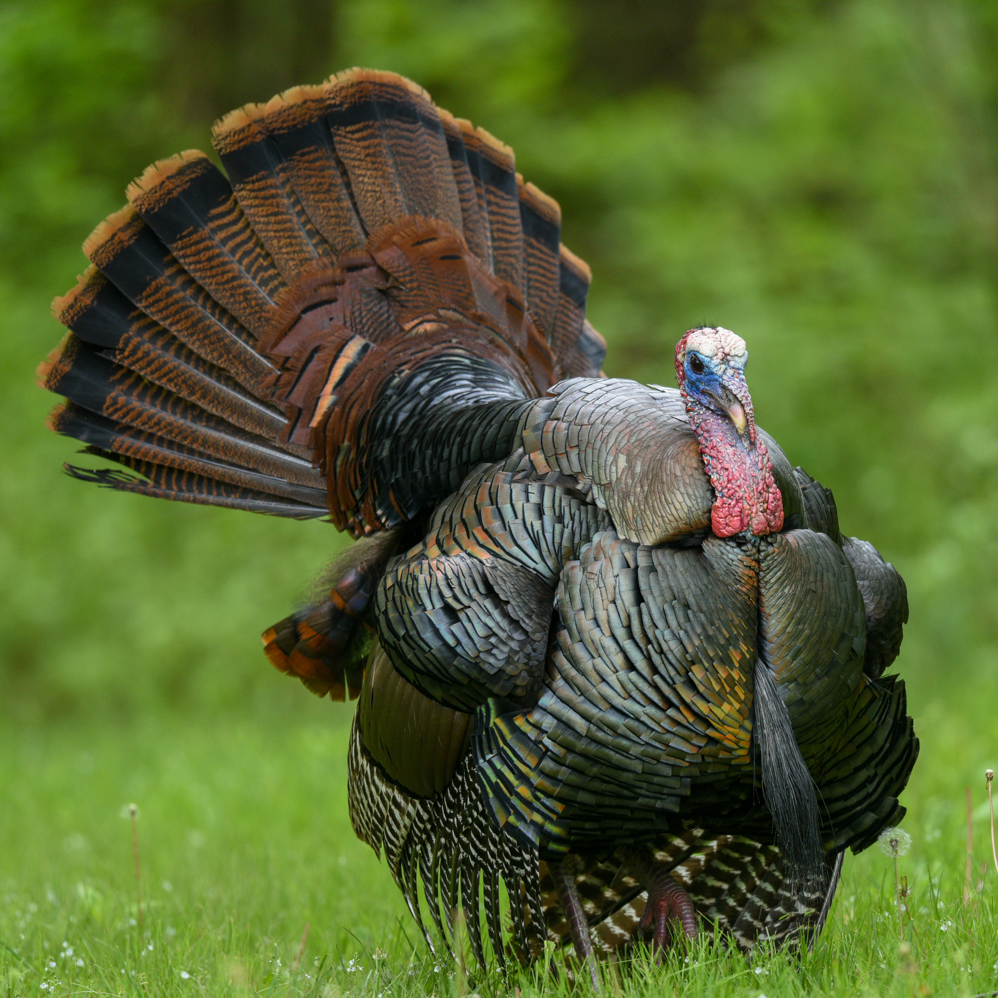 Youth turkey numbers fall all across north central Ohio, including