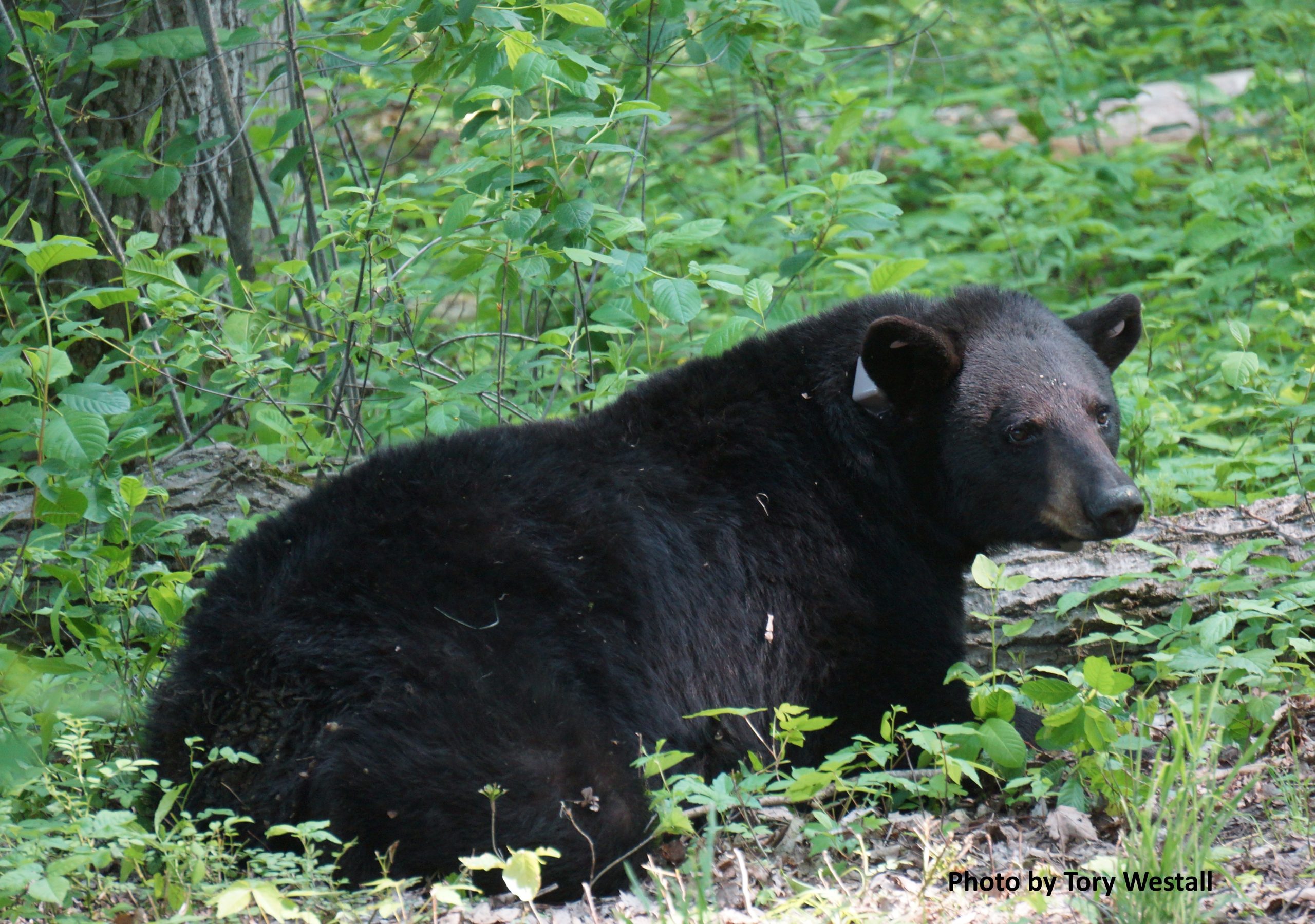 Black-bear-in-Ohio-scaled.jpg?