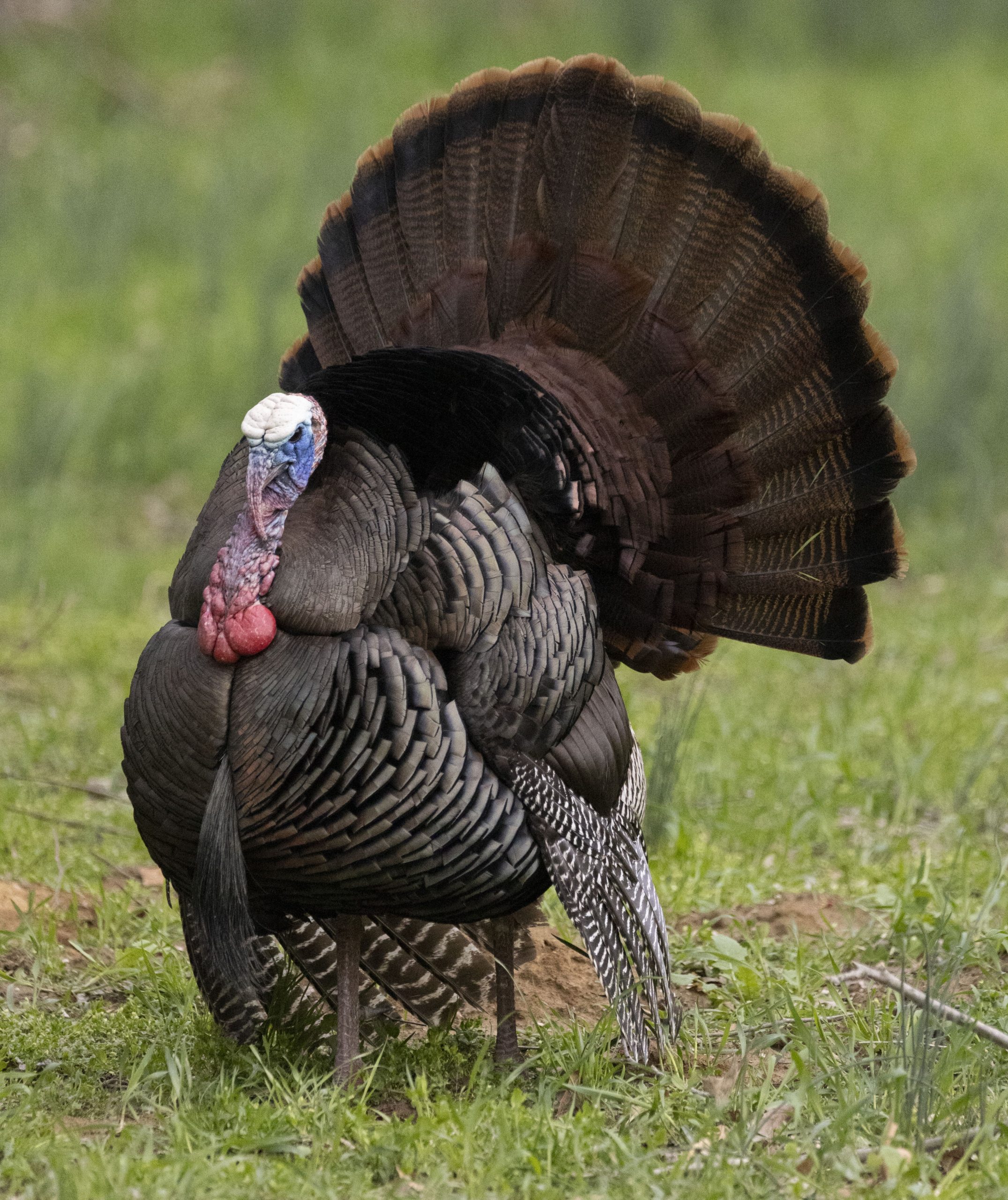 Ohio-Wild-turkey-strutting-in-